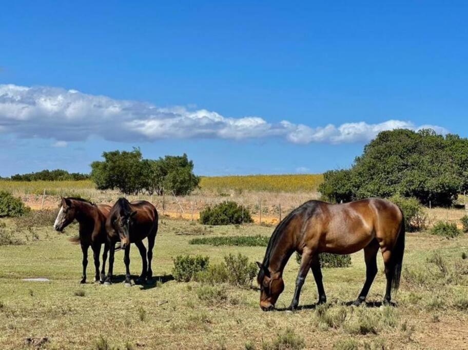 Owl Cottage - Living The Breede Malgas Exteriör bild